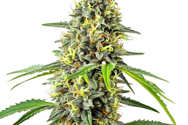 Deimos Auto (Blimburn Seeds) – offizielles Produktbild