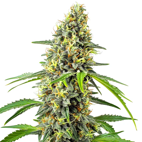 Deimos Auto (Blimburn Seeds) – offizielles Produktbild
