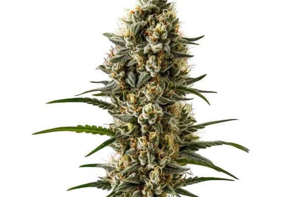 Devil XXL Auto (Blimburn Seeds) – offizielles Produktbild