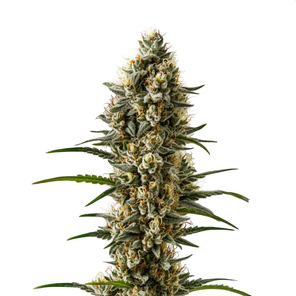 Devil XXL Auto (Blimburn Seeds) – offizielles Produktbild