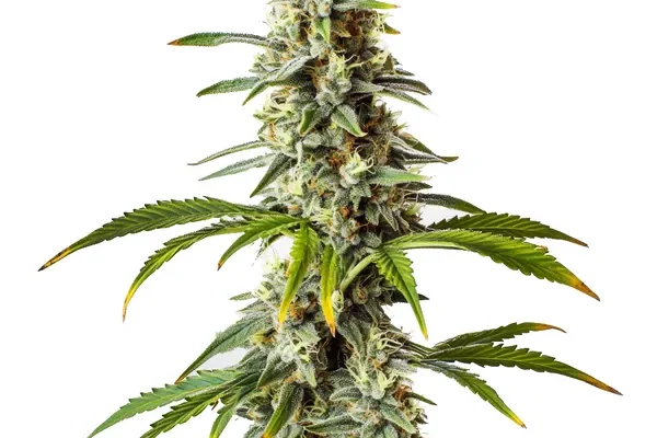 Diesel (Blimburn Seeds) – offizielles Produktbild