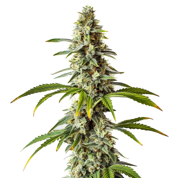 Diesel (Blimburn Seeds) – offizielles Produktbild