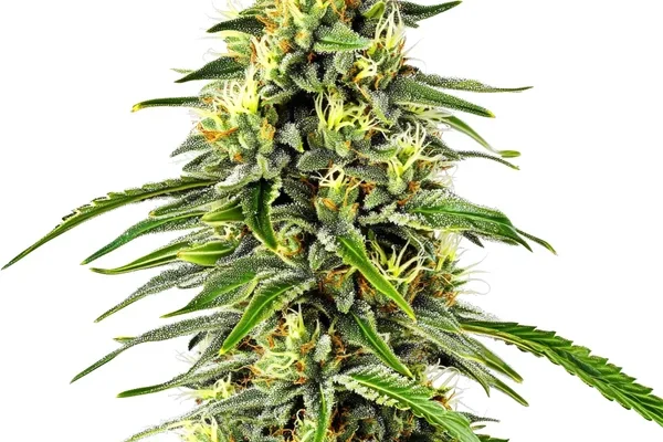 Diesel Auto (Blimburn Seeds) – offizielles Produktbild