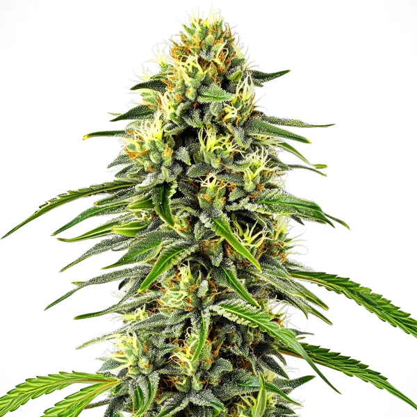 Diesel Auto (Blimburn Seeds) – offizielles Produktbild