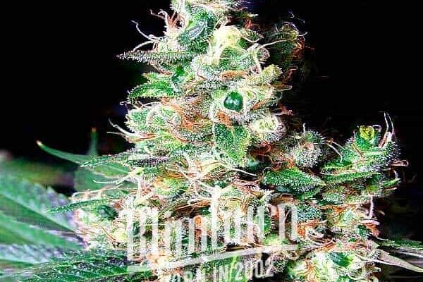 Diesel Regulär (Blimburn Seeds) – offizielles Produktbild