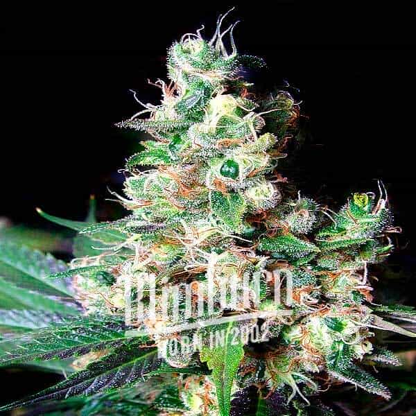 Diesel Regulär (Blimburn Seeds) – offizielles Produktbild