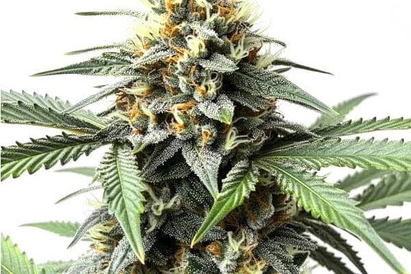 Do-Si-Dos Auto (Blimburn Seeds) – offizielles Produktbild