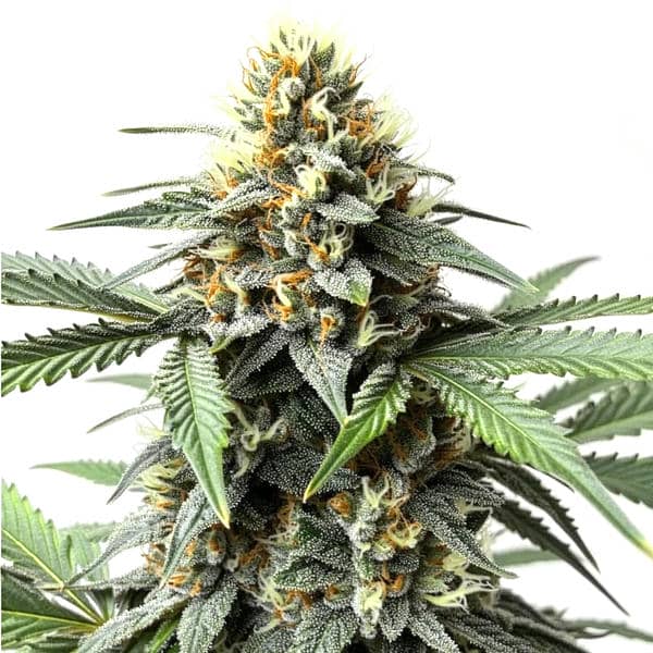 Do-Si-Dos Auto (Blimburn Seeds) – offizielles Produktbild