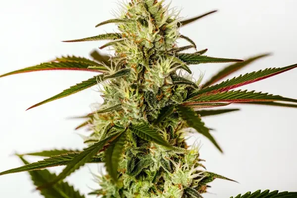 Do Si Dos Autoflower F1 (Blimburn Seeds) – offizielles Produktbild