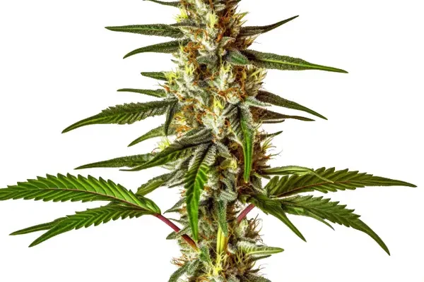 Do-Si-Dos Schnellversion (Blimburn Seeds) – offizielles Produktbild