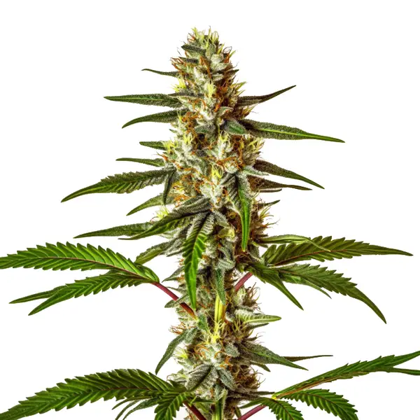 Do-Si-Dos Schnellversion (Blimburn Seeds) – offizielles Produktbild