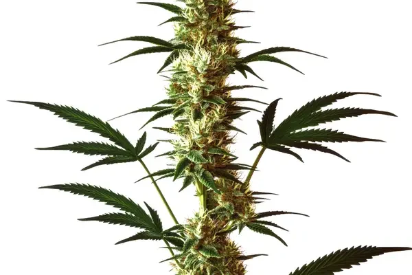 Do-Si-Dos Regular (Blimburn Seeds) – offizielles Produktbild