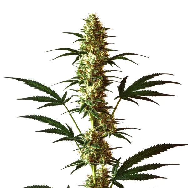 Do-Si-Dos Regular (Blimburn Seeds) – offizielles Produktbild