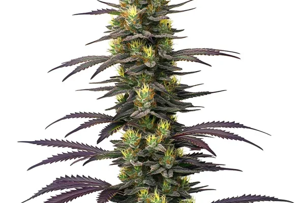 Dolato (Blimburn Seeds) – offizielles Produktbild