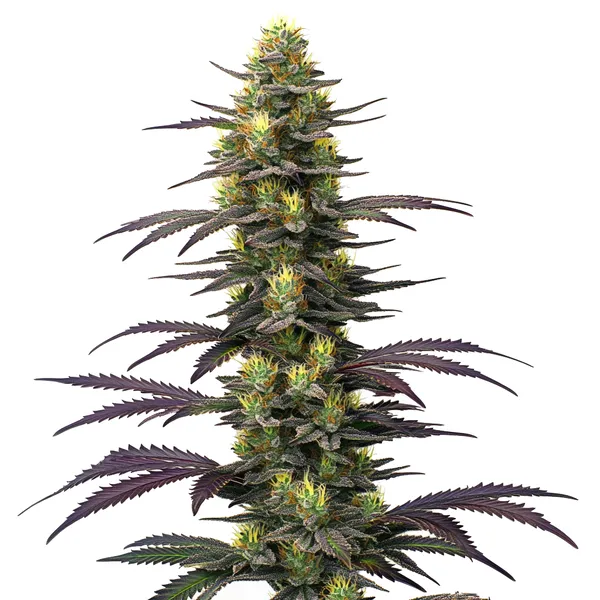 Dolato (Blimburn Seeds) – offizielles Produktbild