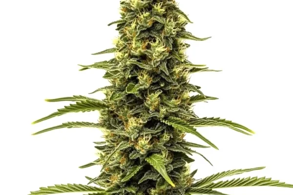 Early Skunk (Blimburn Seeds) – offizielles Produktbild