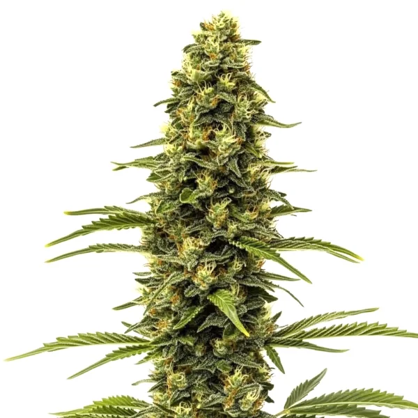 Early Skunk (Blimburn Seeds) – offizielles Produktbild