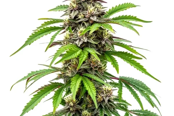 Early Skunk Schnellversion (Blimburn Seeds) – offizielles Produktbild