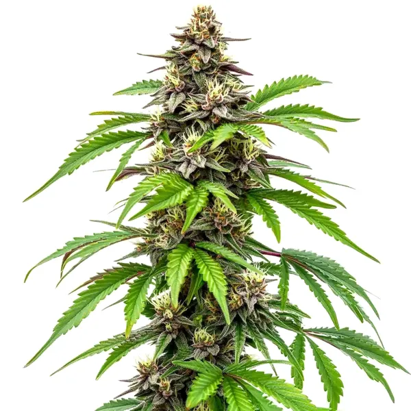 Early Skunk Schnellversion (Blimburn Seeds) – offizielles Produktbild