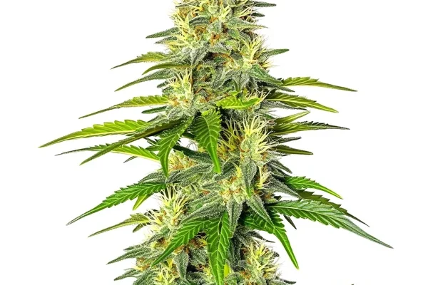 Early Skunk x Cinderella 99 (Blimburn Seeds) – offizielles Produktbild