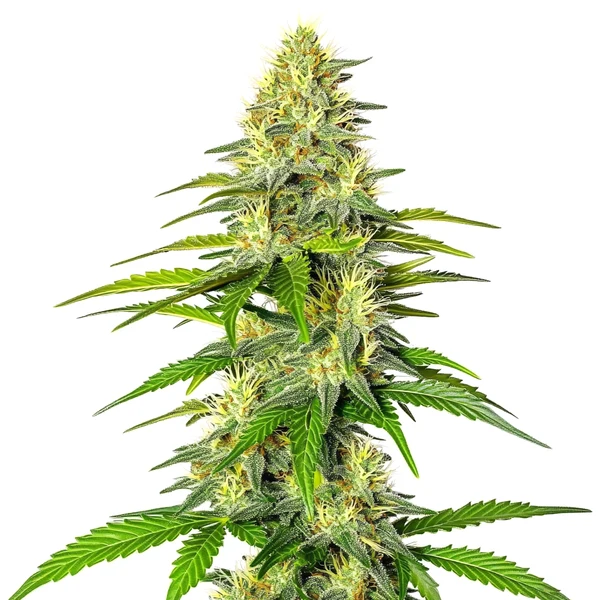 Early Skunk x Cinderella 99 (Blimburn Seeds) – offizielles Produktbild
