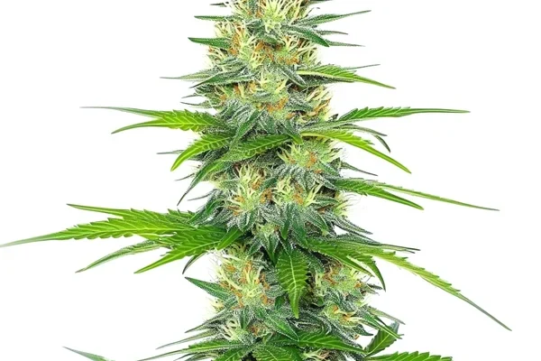 Early Skunk x Rosetta Stone (Blimburn Seeds) – offizielles Produktbild