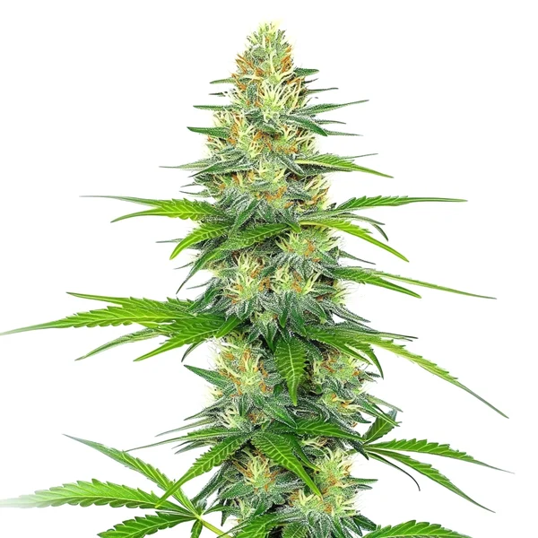 Early Skunk x Rosetta Stone (Blimburn Seeds) – offizielles Produktbild