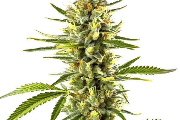 Exodus Cheese (Blimburn Seeds) – offizielles Produktbild