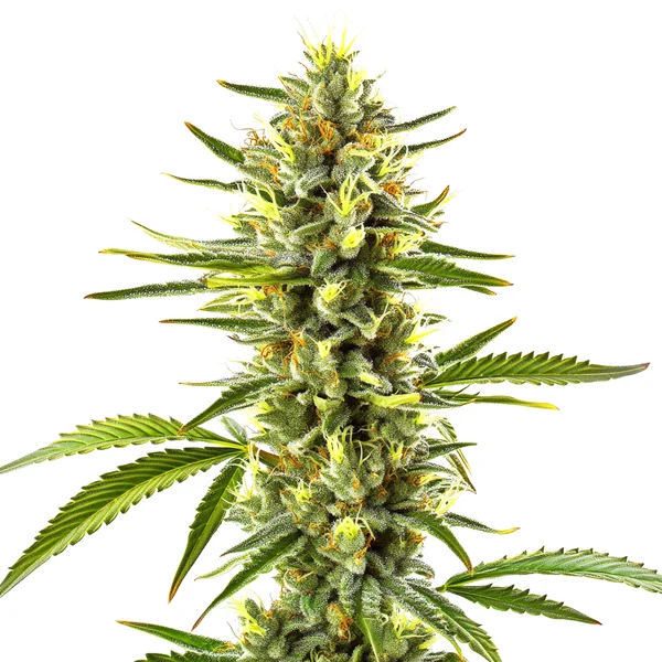 Exodus Cheese (Blimburn Seeds) – offizielles Produktbild