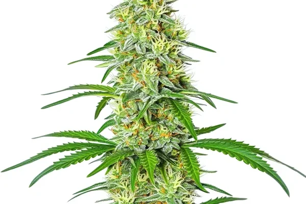 Exodus Cheese x Blue Head Band (Blimburn Seeds) – offizielles Produktbild