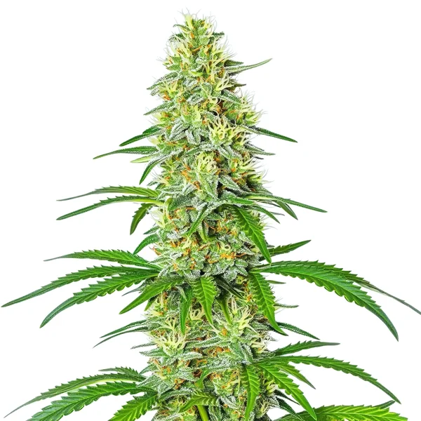 Exodus Cheese x Blue Head Band (Blimburn Seeds) – offizielles Produktbild