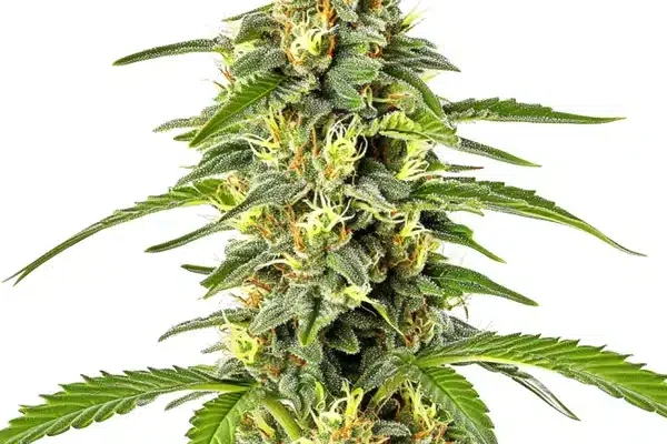 Fast Bud Auto (Blimburn Seeds) – offizielles Produktbild