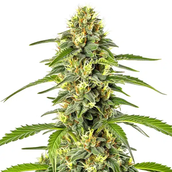Fast Bud Auto (Blimburn Seeds) – offizielles Produktbild