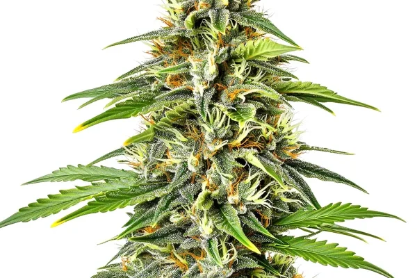 Fire Kush Auto (Blimburn Seeds) – offizielles Produktbild