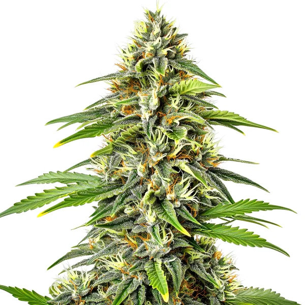 Fire Kush Auto (Blimburn Seeds) – offizielles Produktbild