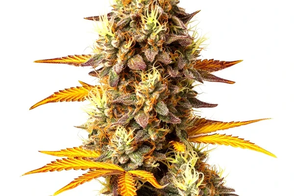 Fire OG (Blimburn Seeds) – offizielles Produktbild