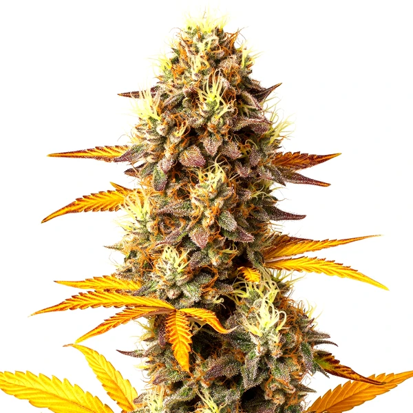 Fire OG (Blimburn Seeds) – offizielles Produktbild