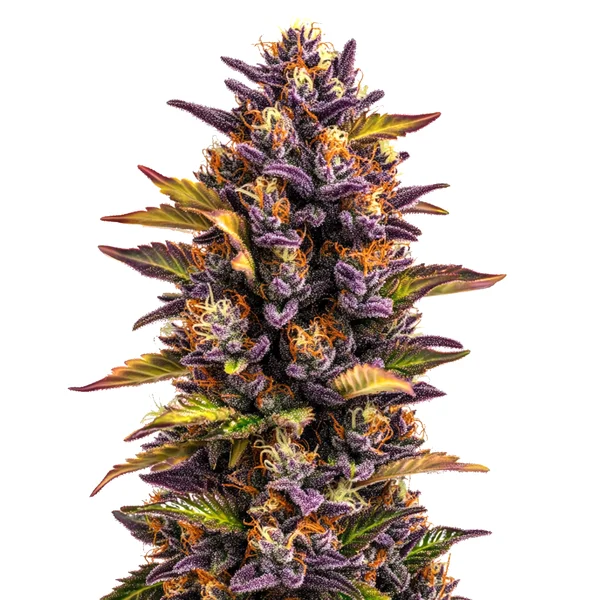 Forbidden Runtz Auto (Blimburn Seeds) – offizielles Produktbild