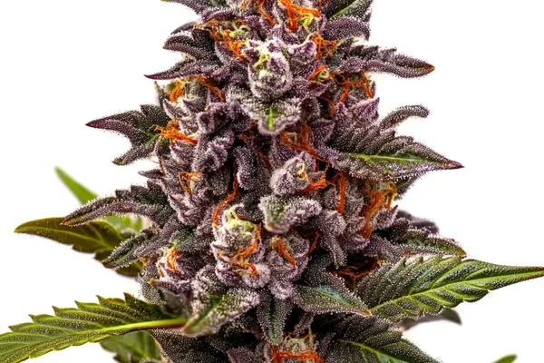 Forbidden Zkittlez (Blimburn Seeds) – offizielles Produktbild
