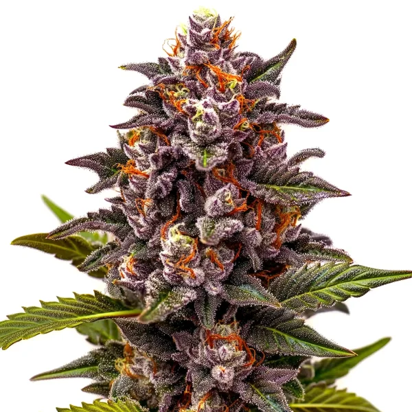 Forbidden Zkittlez (Blimburn Seeds) – offizielles Produktbild