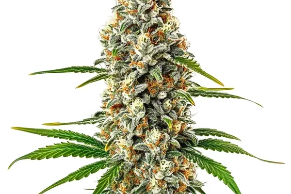 Fro-Yo Auto (Blimburn Seeds) – offizielles Produktbild