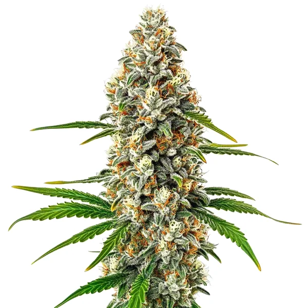 Fro-Yo Auto (Blimburn Seeds) – offizielles Produktbild