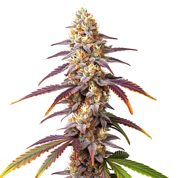 Frosted Guava (Blimburn Seeds) – offizielles Produktbild