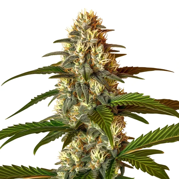 Frosted Guava Autoflower (Blimburn Seeds) – offizielles Produktbild