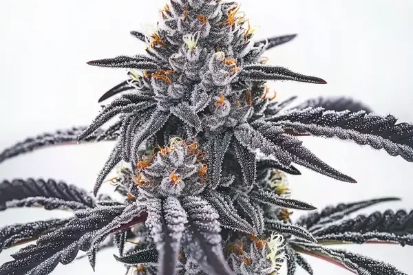 Frosty Blue OG (Blimburn Seeds) – offizielles Produktbild