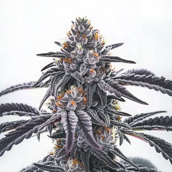 Frosty Blue OG (Blimburn Seeds) – offizielles Produktbild