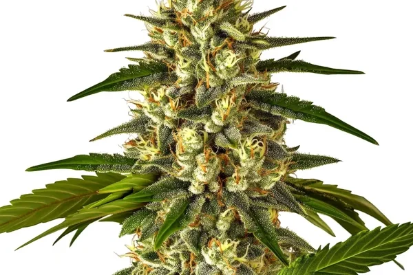 Fruit Auto (Blimburn Seeds) – offizielles Produktbild