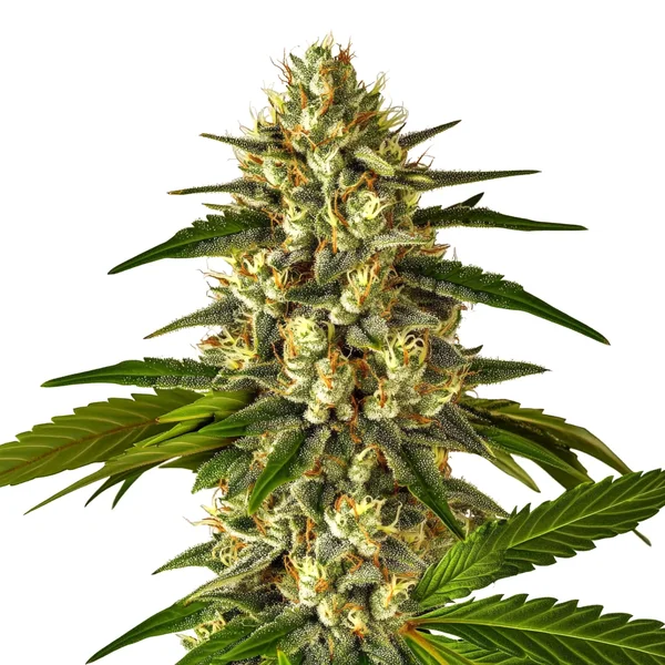 Fruit Auto (Blimburn Seeds) – offizielles Produktbild
