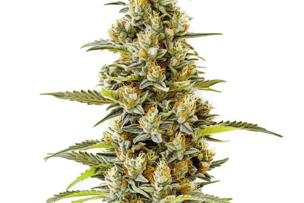 G13 (Blimburn Seeds) – offizielles Produktbild