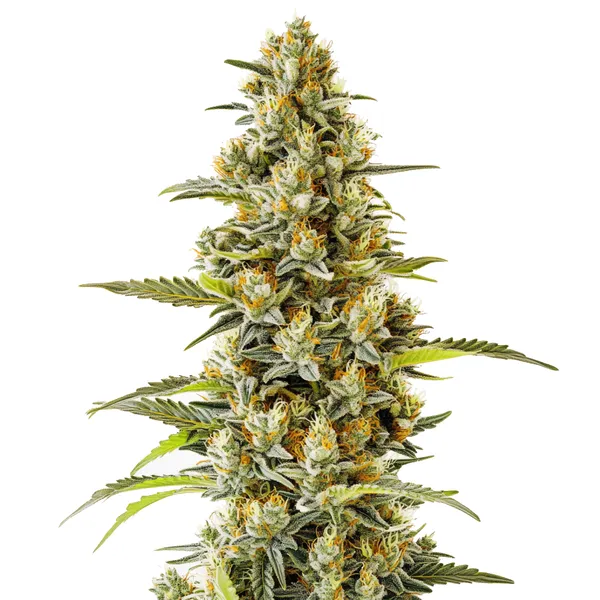 G13 (Blimburn Seeds) – offizielles Produktbild